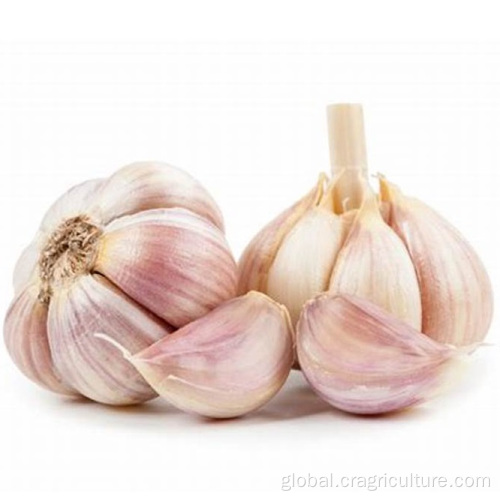 Organic Normal Red Garlic Wholesale New Red Garlic Seeds Price Supplier